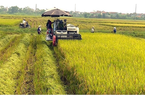 Nguồn cung gạo Ấn Độ giảm đẩy giá gạo Việt Nam tăng mạnh