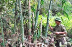 Bẻ thứ "rau đặc sản" mọc thành mầm mập mạp này, nông dân của một xã ở Yên Bái bán ra tới hơn 21.000 tấn
