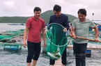 Nuôi cá biển công nghiệp sản lượng lớn, chất lượng cao dần chủ động nguồn thức ăn, bỏ dùng cá tạp