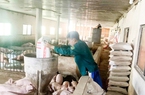 Nuôi những con gì trên đất cát, mới 8 tháng đầu năm 2022 mà một nông dân Quảng Trị đã lãi 1 tỷ?