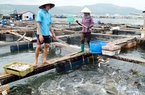 Thiếu thức ăn nuôi cá biển, ngư dân phải "lấy cá cho cá ăn", nguy cơ dịch bệnh bùng phát