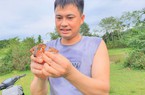 Người dân miền sơn cước Hà Tĩnh bật mí “tuyệt chiêu” săn dế mèn siêu đỉnh