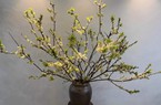 Người Hà Nội trưng hoa mận trái vụ giữa tiết trời Thu