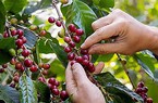 UKVFTA hỗ trợ ngành cà phê Việt Nam mở rộng thị phần tại Anh