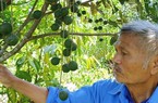 TT-Huế: Nghiên cứu phát triển cây mắc ca để nâng cao thu nhập cho người dân