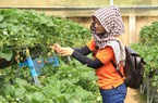 Lâm Đồng: Chăm vườn dâu bằng điện thoại, chủ trang trại thích ứng với biến đổi khí hậu