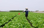 Quản chặt việc cấp chứng nhận vùng rau VietGAP