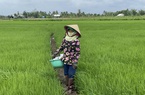 Đồng Nai: Nông dân liên kết cùng doanh nghiệp trồng lúa hữu cơ có lợi nhiều bề