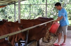 Trồng cỏ nuôi bò sinh sản, nông dân vùng cao thu lãi đậm