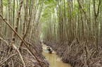 Vào rừng ngập mặn ở Cà Mau, Trà Vinh nuôi thứ tôm hảo hạng đạt tiêu chuẩn bán đi khắp toàn cầu