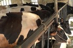 Huyện Củ Chi phát triển đàn bò bền vững, chú trọng bảo vệ môi trường