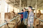 Quỹ Hỗ trợ nông dân giúp nhà nông Đăk Lăk liên kết nuôi bò sinh sản