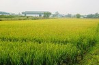 TP.HCM đề xuất chuyển 21 dự án có đất lúa sang làm nhà ở