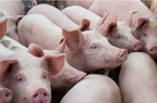 Trung Quốc tiếp tục xuất kho dự trữ thịt lợn để bình ổn giá, giá lợn hơi trong nước bật tăng