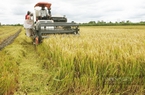 TP.HCM: Đề xuất chuyển đổi mục đích sử dụng hàng trăm ha đất lúa để làm dự án