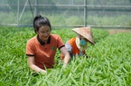 Nông dân Việt Nam xuất sắc 2022 đến từ Bắc Ninh có doanh thu 18 tỷ/năm chỉ nhờ trồng rau