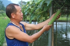 "Đào" ao nổi nuôi cá, trên trồng mướp, trồng su su một nông dân Thái Nguyên thu gần 200 triệu/năm