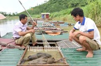 Loài cá có râu quý hiếm này một thời ví như thủy quái, nay nuôi bảo tồn, nhân giống trên sông ở Tuyên Quang