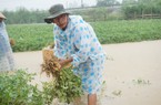 Quảng Nam thiệt hại khoảng 1.016 tỷ đồng do thiên tai
