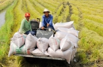 Ấn Độ cấm xuất khẩu gạo tấm và áp thuế mới đối với xuất khẩu gạo, cơ hội cho gạo Việt?
