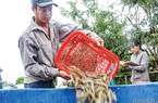 Ngành Thủy sản phát huy tiềm năng, khẳng định vị thế 