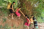Thứ rau rừng mầm nhọn hoắt này ở Kon Tum bà con dân tộc Xơ Đăng đem nấu với cá suối, chuột rừng, thịt sóc