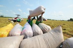 Giá gạo xuất khẩu tăng, nhiều triển vọng trong vụ thu hoạch mới
