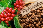 Báo cáo tồn kho giảm sâu, giá cà phê Robusta quay trở lại xu hướng tích cực