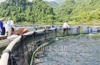 Sản lượng cá lồng nuôi cao gấp 5 lần cá khai thác, hàng ngàn hộ chăn nuôi ở lòng hồ Hòa Bình đều có lãi