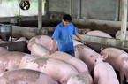 Giá lợn hơi ghi nhận giá thấp mới, lượng lợn vẫn đang ứ đọng khó tiêu thụ