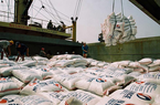 Giá lúa gạo tiếp tục neo cao, 201 đơn vị đủ điều kiện kinh doanh xuất khẩu gạo