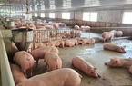 Giá lợn hơi nội địa tăng nhẹ