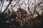 Xuân về, lên xứ Lạng ngắm sắc đào phai