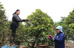 Làng ở Vĩnh Long có 32.000 cây mai cổ thụ, người lặt lá cứ lặt, người mang mai Tết ra chợ bán cứ bán