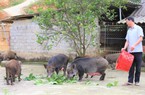 Nông dân Hà Tĩnh tăng tốc nuôi lợn rừng, thu nhung hươu bán kiếm Tết