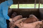Phòng chống dịch tả lợn châu Phi: Tín hiệu tích cực khi sử dụng vaccine