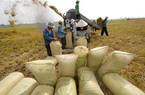 Giá gạo Việt giảm, giao dịch chậm trước kỳ nghỉ lễ Tết Nguyên đán