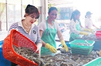 Việt Nam tham vọng trở thành "công xưởng nuôi tôm thế giới"