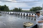 Sát tết, tôm thẻ Đồng Nai bất ngờ tăng giá, bán tại ao nông dân đút túi thêm mấy chục nghìn/kg