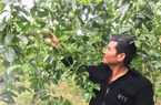Loại cây ra quả không kịp cản này đang mang tiền tỷ về nhà nông dân Gia Lai