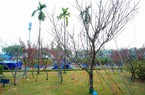 Độc đáo "củi khô" giá hàng chục triệu đồng trưng Tết
