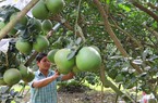 Loại quả ngon của Đồng Nai, cây nào cũng nặng quả, phải lấy gậy chống, thế mà nông dân lại kêu buồn