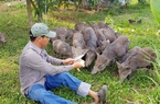 Một anh nông dân Phú Yên làm giàu với mô hình nuôi heo rừng lai, trồng mít Thái