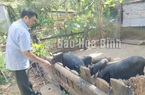 "Lợn ăn lá khoai, nhai cây chuối" ở Hòa Bình là giống lợn gì mà tết là đại gia, nhà giàu "săn lùng"?