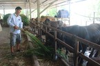 Tỷ phú nông dân nuôi bò nhiều nhất vùng này ở Phú Yên, bán 500 con bò mỗi năm, lãi 1 tỷ
