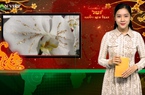 Bản tin Dân Việt Nóng ngày 2/1: Hoa lan dát vàng 18k gây sốt thị trường hoa Tết