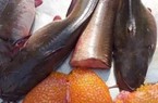 Loài cá ngon vậy mà hồi xưa ở nơi này của Trà Vinh dân "hổng thèm ăn" nay hóa đặc sản đãi khách quý