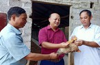 Gà sáu ngón là loại gà gì mà cả xã này của Bắc Giang chỉ có 1.000 con bán Tết?