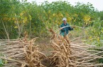 Mới đầu năm 2023 Trung Quốc đã tăng tốc thu gom, giá một loại nông sản của Việt Nam tăng vọt