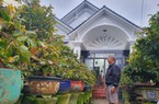 Trồng những cây mai vàng bonsai, ông nông dân Bình Định tậu nhà, gia tài bạc tỷ